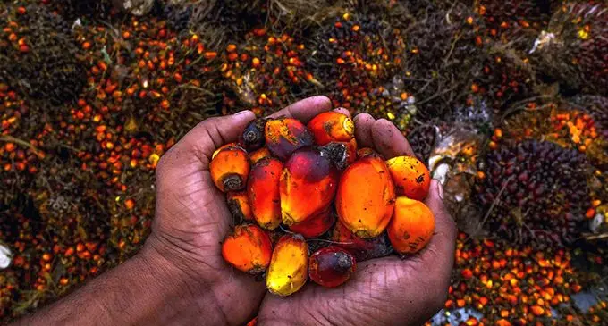 Palm oil