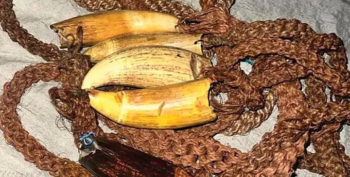 Concerns have been raised that some have substituted tabua with cow’s horns and noni branches.