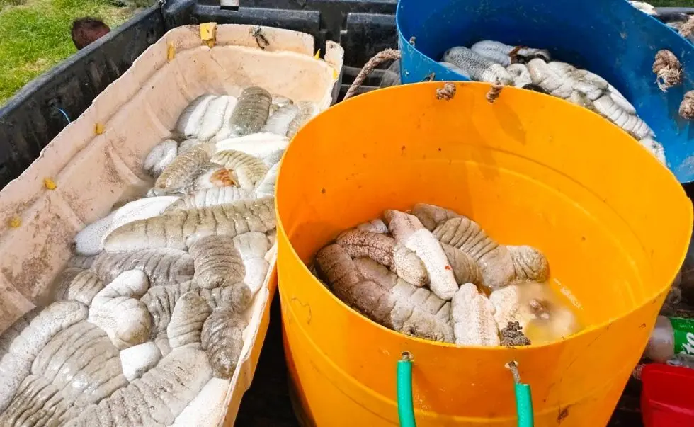 The beche-de-mer industry remains a critical source of income for many rural and maritime communities where employment opportunities are limited.