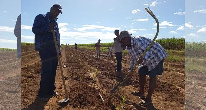 Fiji Sugar Corporation has reported a surge in improvement in mill production with optimal results following a dampener that started the new crushing season five weeks ago. FSC fieldman workers: From left: Abdul Tazim, Vacolo Bugale, Bili Susudogo, Ritesh Kumar and Ravuama Qito working on a sugarcane field at Drasa in Lautoka on July 26, 2022. Photo: Nicolette Chambers