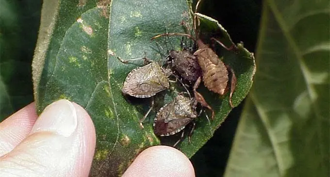 Brown marmorated stink bug  PHOTO: Gary Bernon, USDA APHIS, Bugwood.org