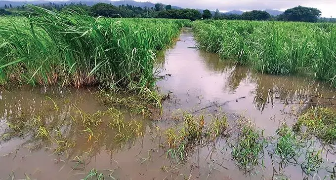 Water logged sugarcane field.