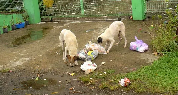 Stray dogs are a common sight around the country. Photo: Ronald Kumar