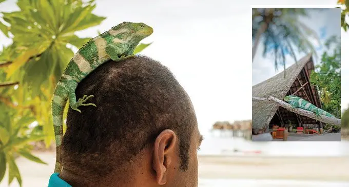 The discovery of a Fiji Crested Iguana in 2010 at Likuliku Lagoon Resort kicked off an incredible research journey, sparked by the species’ classification as critically endangered on the IUCN Red List.