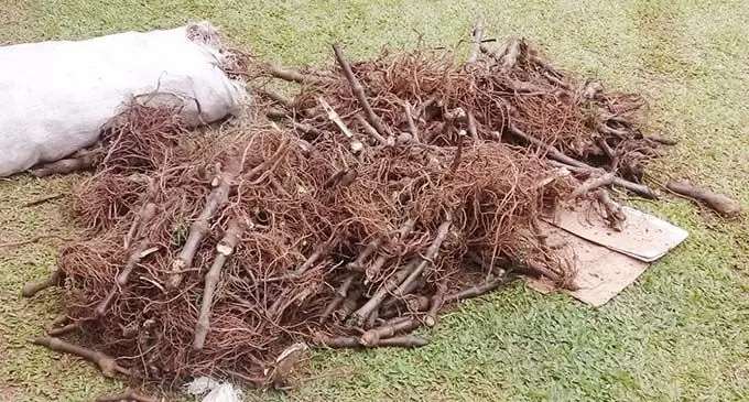 Confiscated kava roots. PHOTO: FIji Police Force