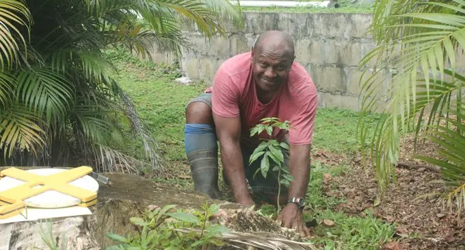 A USP gardener plants a seedling of a vesi tree.  Photo: University of the South Pacific