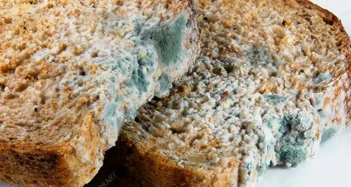 Mouldy bread. The white areas are fungal mycelia, masses of thread-like structures (hyphae) that absorb nutrients. The blue-green areas are the fungal spores (reproductive structures). Penicillium is a common fungus to infect bread, producing mould of this colour.