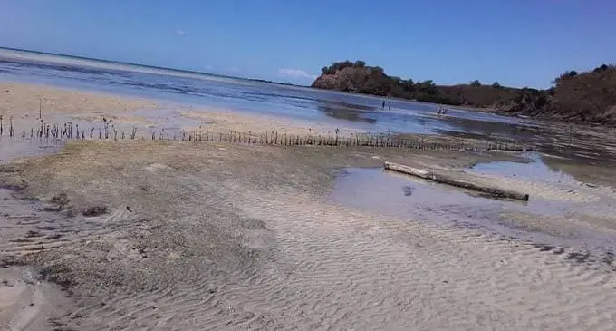 Mangrove seedling being planted along the shores of Nacula Dsitrict, Yasawa Islands.