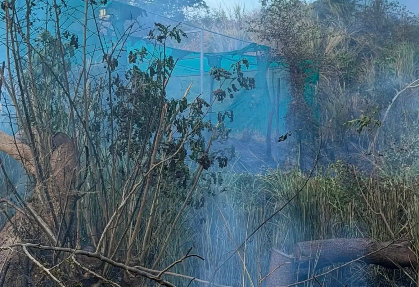 Futuristic Farms director Balbir Singh claimed the fire started in a neighbouring sugarcane field at Balata 2, Texas, in Tavua, at about 6am yesterday before spreading onto the farm and destroying two large nurseries.