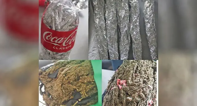 Rolls of aluminum foil containing dried leaves and small branches believed to be marijuana were seized in Tacirua, near Suva on October 15, 2024. Photo: Police Media Cell