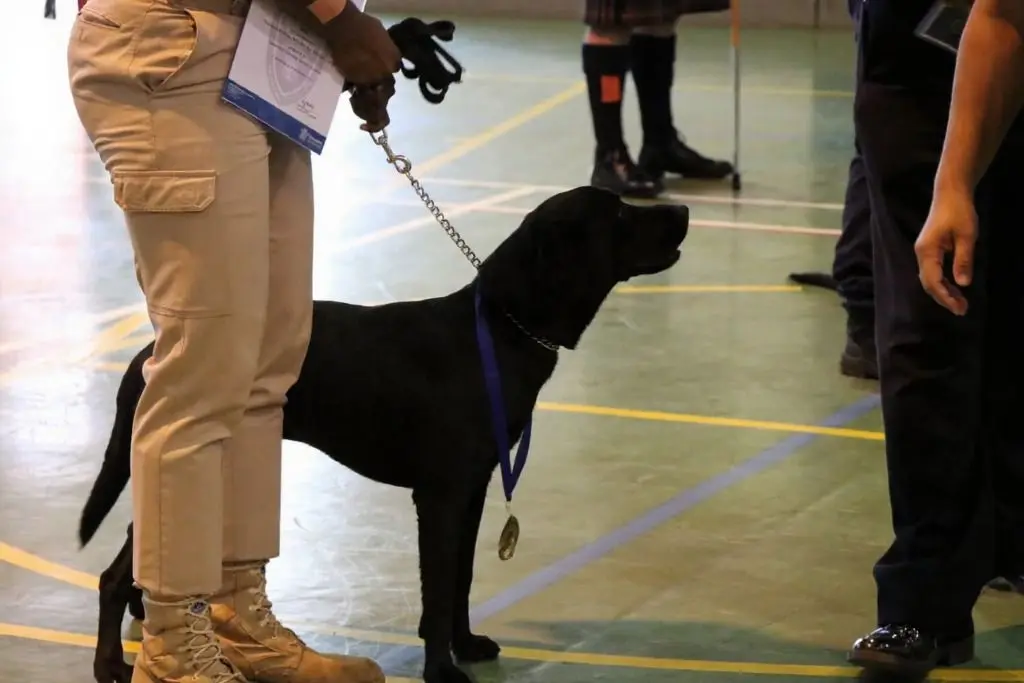 Happier days...K9 Richie