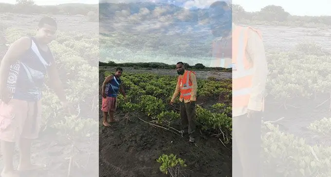 Vunitogoloa Village headman Joseva Manikiwai (right), with cousin Jope Nabure at the village mangrove planting site. Photo: Kelera Sovasiga