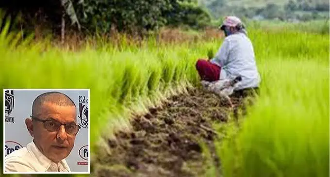 The Ministry of Agriculture has intensified local efforts to plant and produce rice. Inset: The Rice Company of Fiji Limited chairman, Sanjay Punja.