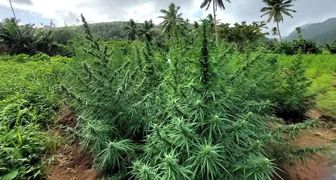 The Textile Clothing and Footwear Council said marijuana cultivation for medical purposes should also be legalised , alongside the Government’s plans to amend the Illicit Drugs Control Act 2004, to pave the way for the establishment of the industrial hemp industry in Fiji.