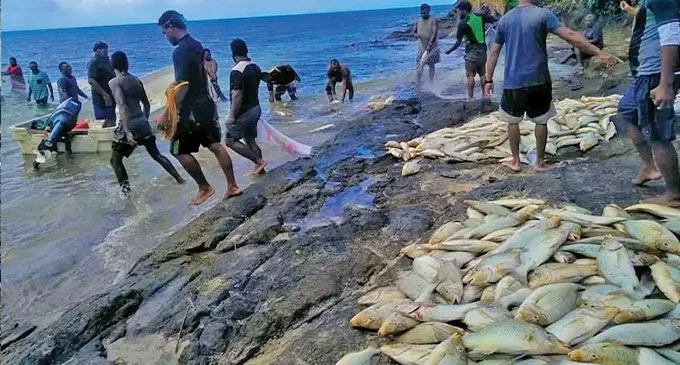 E ra maqusa na leweni koro o Ekubu ena kena cabe na ika na kawago e na nodra baravi e na lama ni macawa qo.
