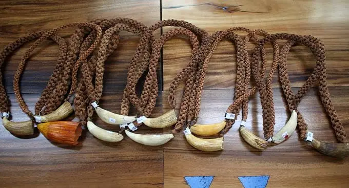 Whales tooth (Tabua) on display. Photo: iTaukei Affairs