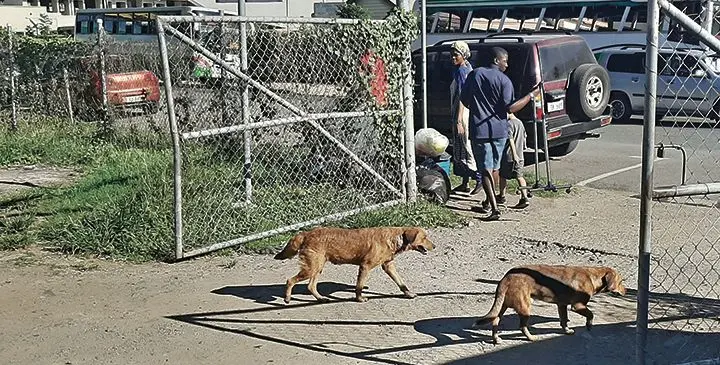 Stray dogs.