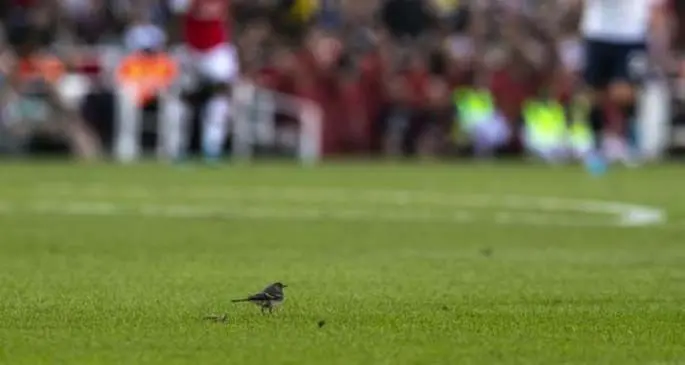 A bird is seen on the pitch during the English Premier League north London Derby match between Arsenal and Tottenham Hotspur at Emirates Stadium in London, Britain on Sept. 1, 2019. (Xinhua/Han Yan)