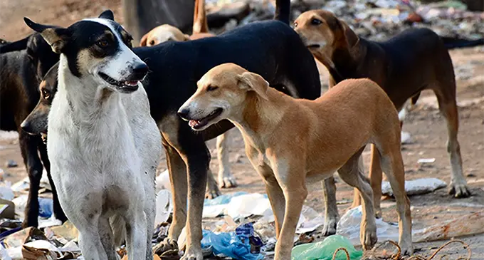 Stray dogs