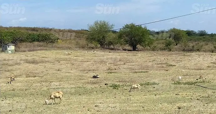 The Yaqara pastoral land. Photo: Ivamere Nataro