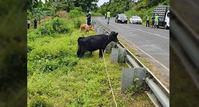 Animals on the roadside. Photo: Ministry of Agriculture