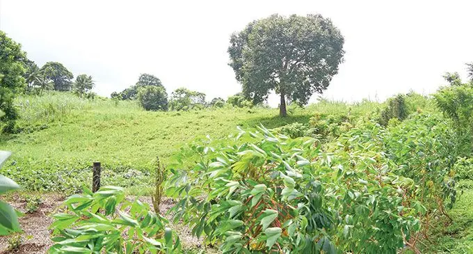 The vacant piece of land identified for the India-financed speciality hospital along Ratu Dovi Road. Photo: Ronald Kumar