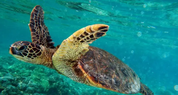Turtle