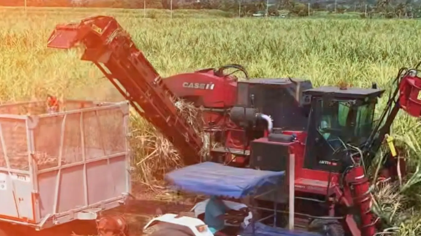 Why sugarcane could help Fiji farmers adapt to a changing climate