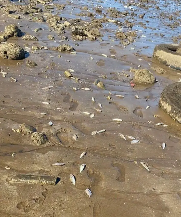Dead fish found at the Navutu foreshore.