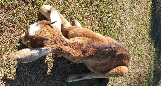 One of the goats injured in the dog attack.  Photo: Mohammed Shakeel Khan