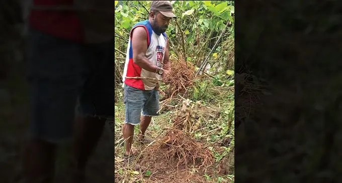 A kava farmer uprooting his first harvest on his farm in Namosi.