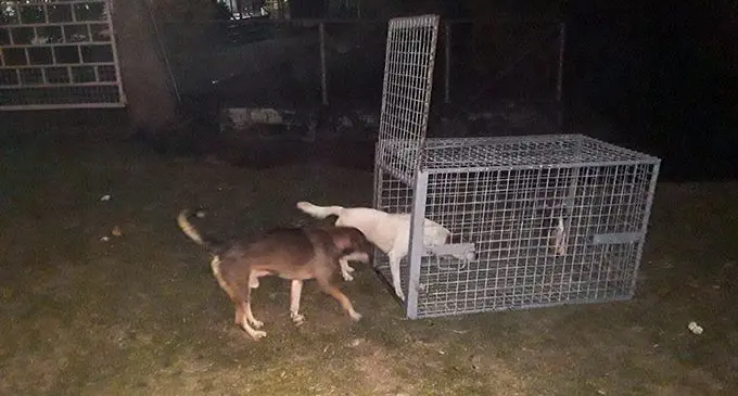 The Ministry of Agriculture has set up dog traps in parts of Lautoka. This is part of the ministry’s intensive Stray Dog Campaign in major towns and cities. Photo: Ministry of Agriculture 