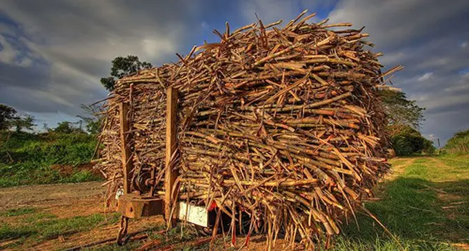sugar-cane