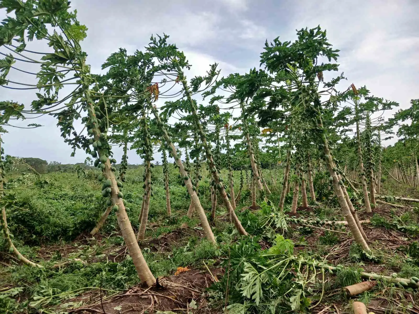 The Ministry of Agriculture, Waterways, and Sugar Industry data reveals that the Western Division has borne the brunt of damage caused by the TC Vaianu.