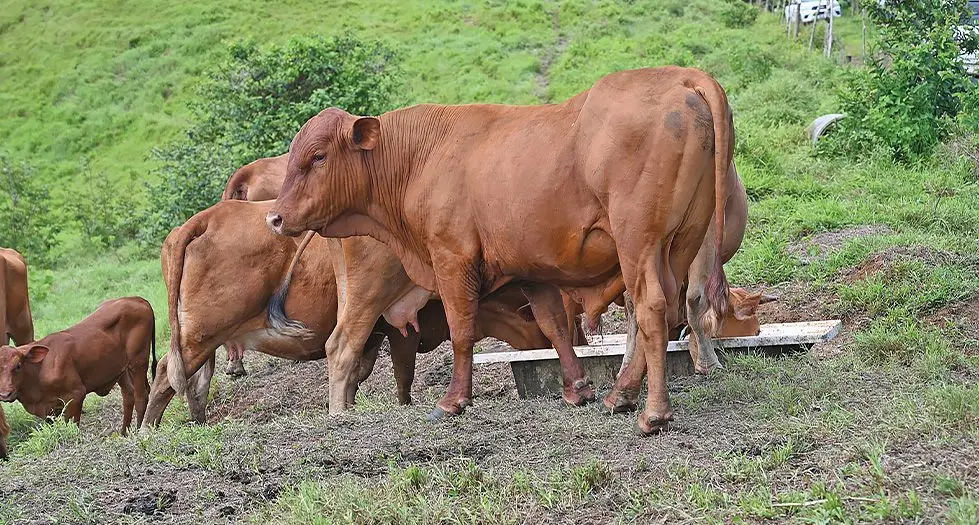 As per the Meat Industry Act, any meat for sale to the public needs to come from a registered slaughterhouse.