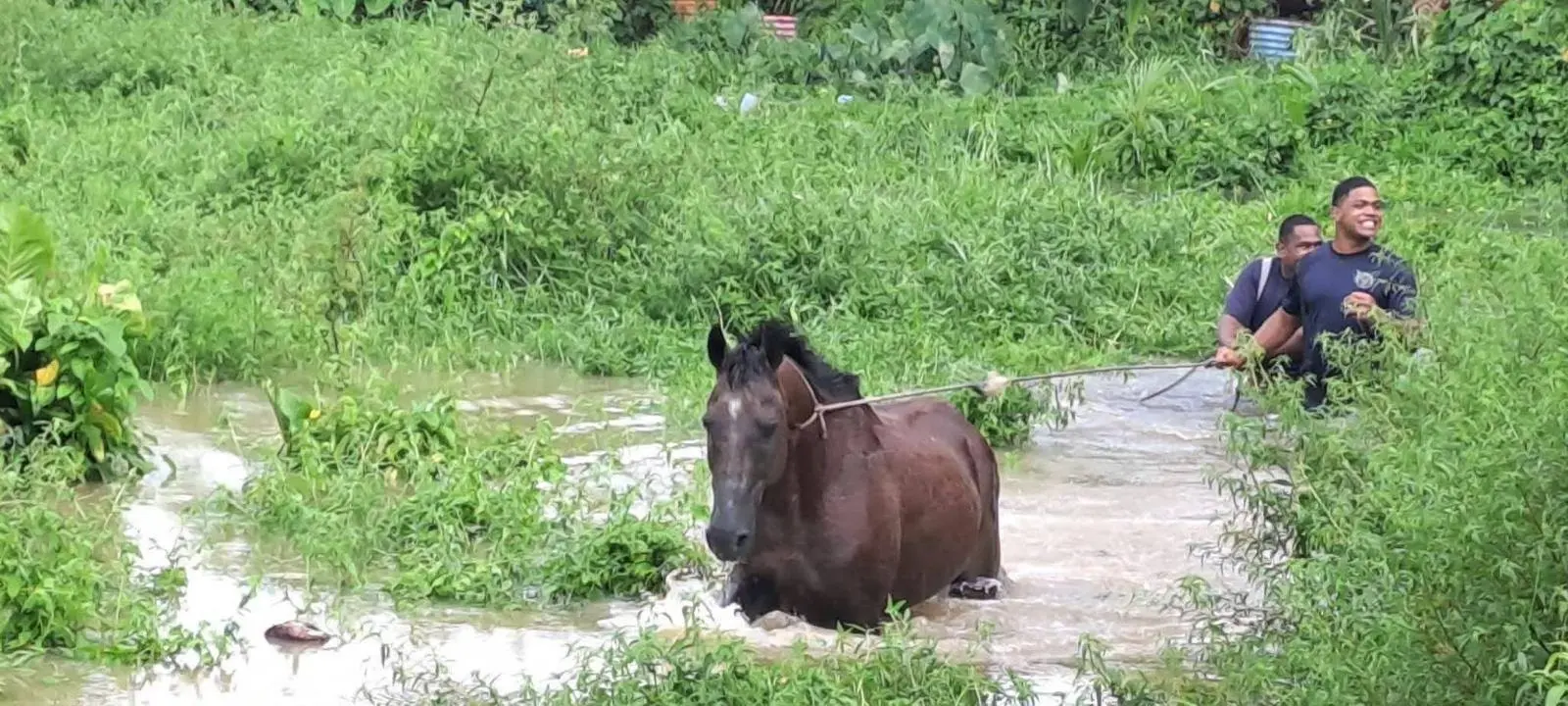 Pet owners, farmers urged to safeguard animals as flooding threatens