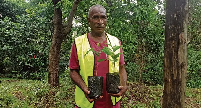 Isaia Vuda holding the Arabica and Alabaster coffee plants at Abaca Village in Lautoka.   Photo: Nicolette Chambers