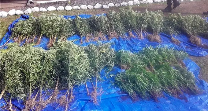 Some of the uprooted plants  believed to be marijuana. Source Fiji Poce Media Cell