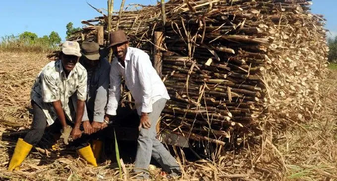 Sugarcane-Pic-1-680x365