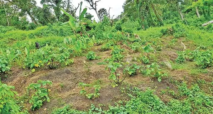 Oqori na nona iteitei ko Wainiqolo Junior. E teivaka tiko na dalo kei na yaqona ka sa tekivu volitaka tiko. E yawa na vanua e teitei tiko kin, e levu na wekana e ra dau veivuke vua ena teitei. Ena siganisucu ni yabaki sa oti a tekivu volitaka kina nona dalo ena $30 dua nai vesu.