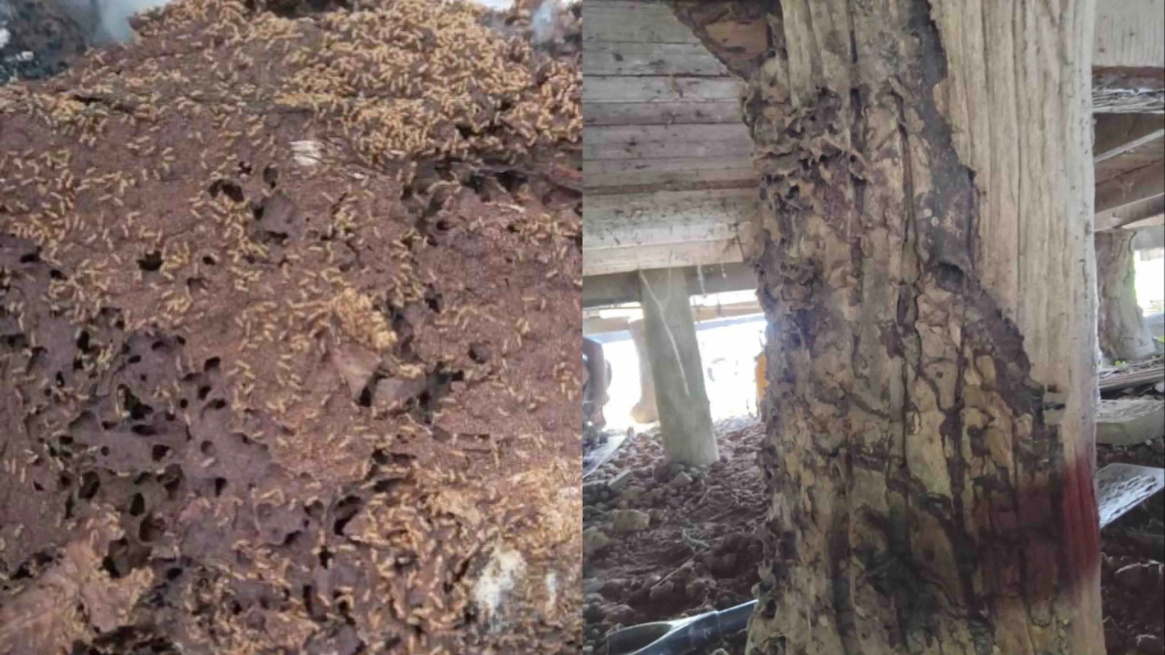Be warned: Termite swarming season underway | Fiji Sun