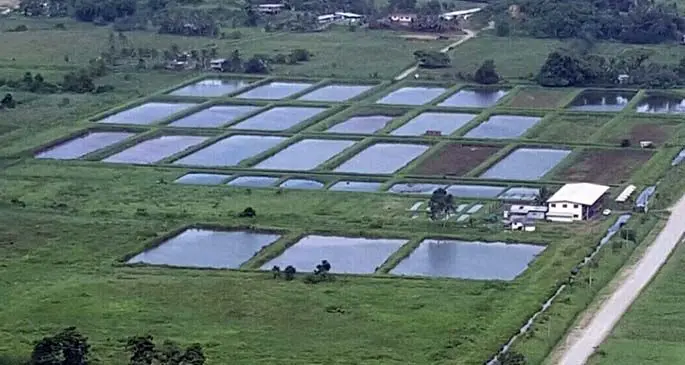 King size prawns farmed at Pacific Ocean Culture in Navua.