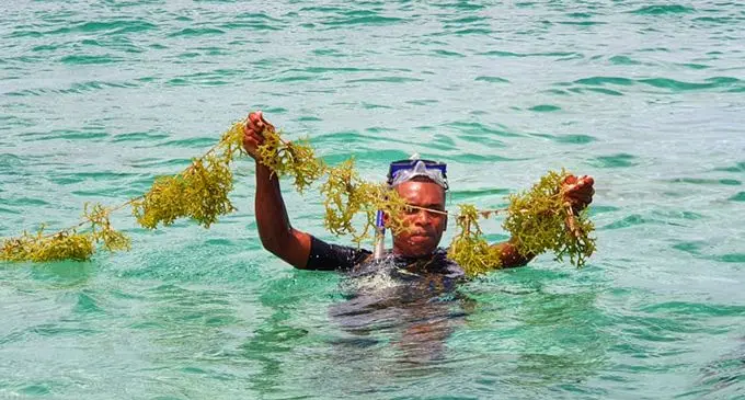Seaweed farming at Kiuva, Tailevu.