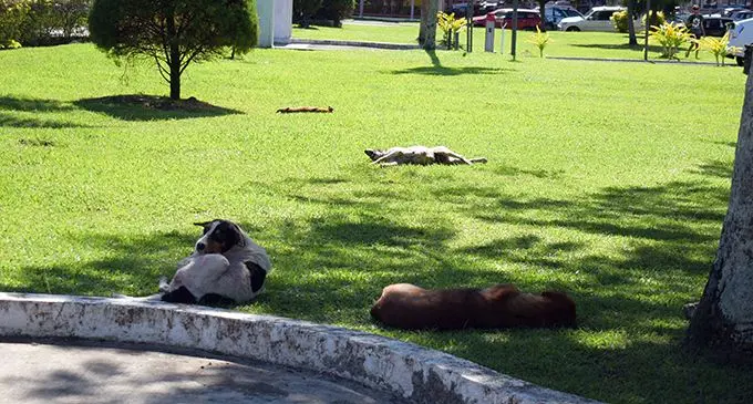 Stray dogs at Government building compound in Suva on July 17, 2019. Photo: Ronald Kumar.