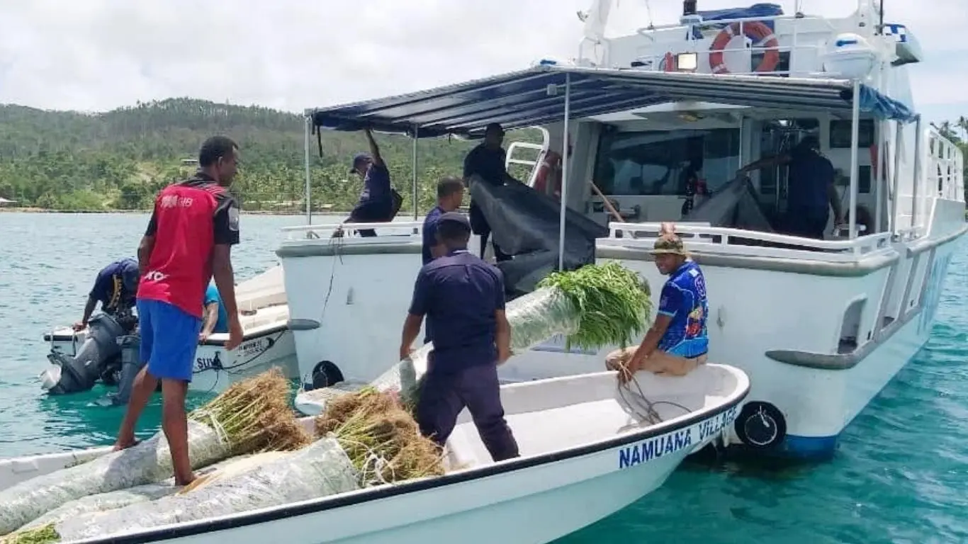 Marijuana plants seized by police during an operation in Kadavu.