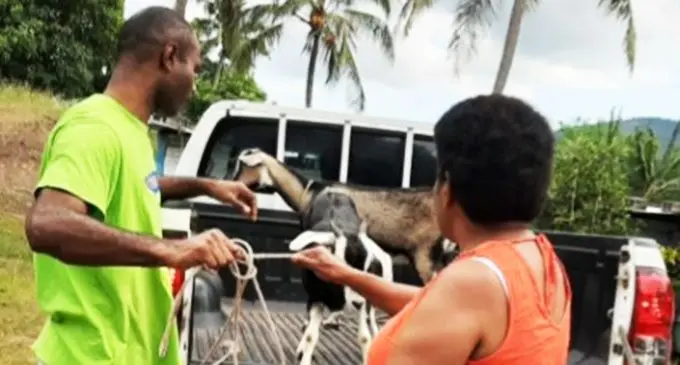 Officers returning a stolen goat to the owners at Nadovi last week. Photo: Fiji Police Media Cell