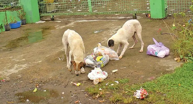 Stray dogs are a common sight around the country. Photo: Ronald Kumar