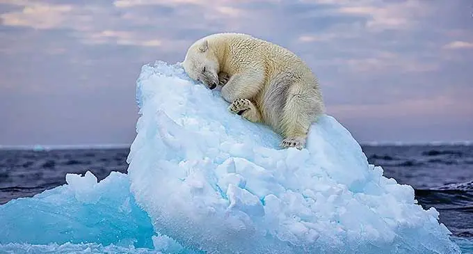 polar-bear