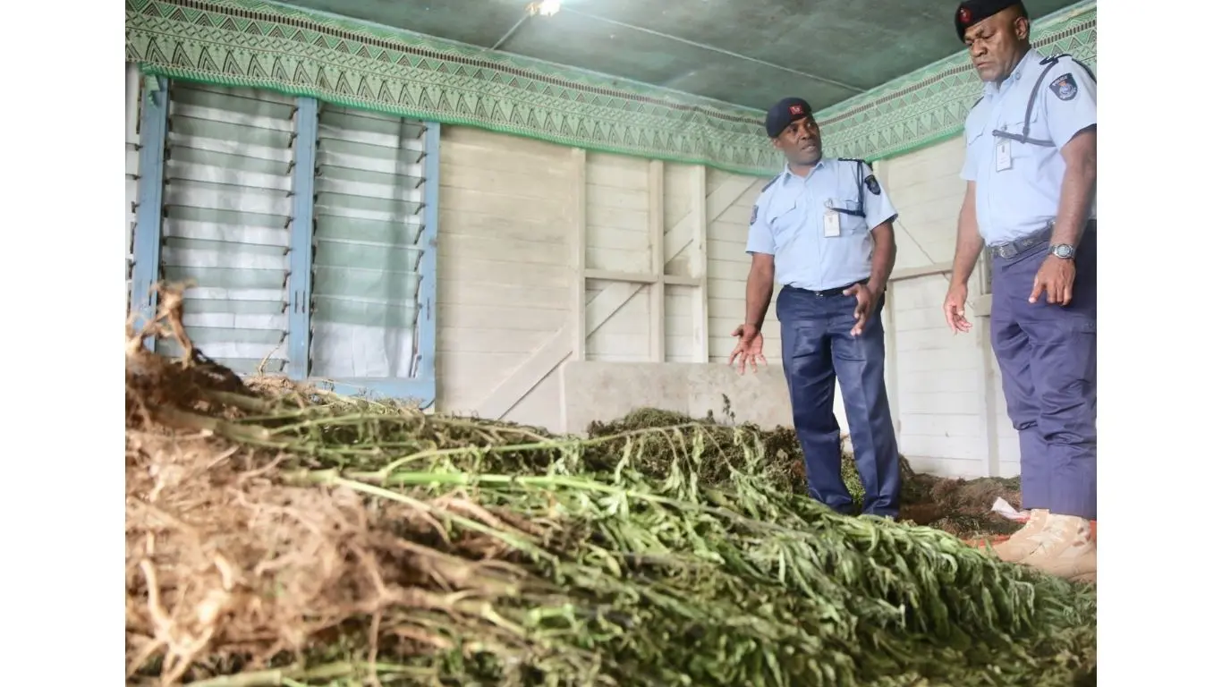 Marijuana plants seized by police during an operation in Kadavu.