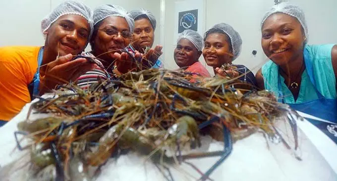 Staff of Pacific Ocean Culture showing off their produce. Pacific Ocean Culture produces giant freshwater prawns, eels and tilapia.